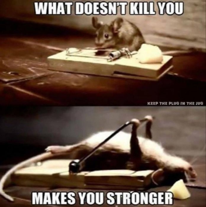 En mus oskadd av musfällan överst, och en mus lyfter fällan med ost underst. Meme-text "What doesn't kill you makes you stronger".
