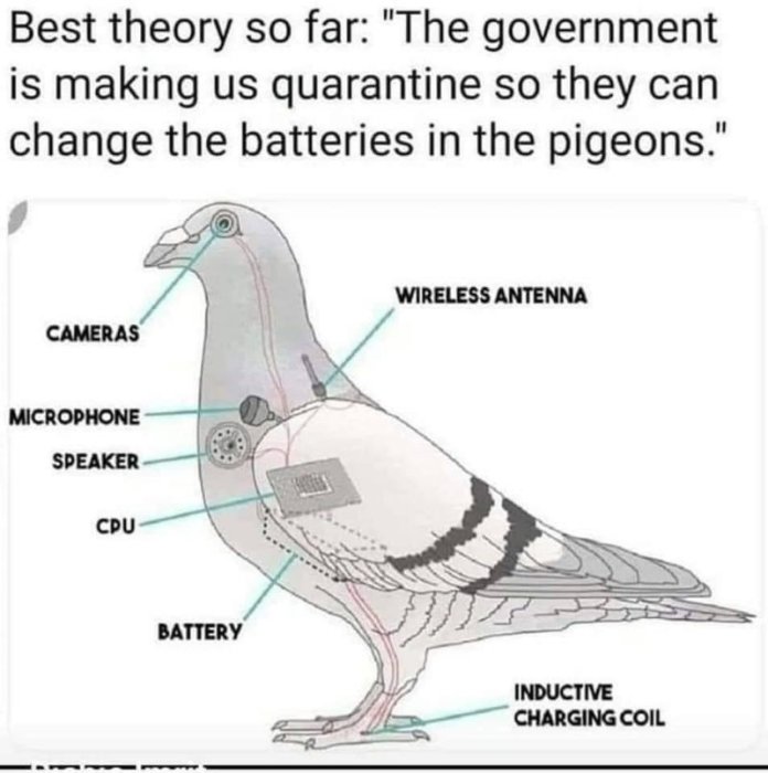 Illustration av en duva med komponenter som kameror, antenn, CPU och batteri för att likna en spionrobot.