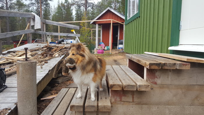 Hund med leksak i munnen på byggplats med virke och husgrund under konstruktion i bakgrunden.