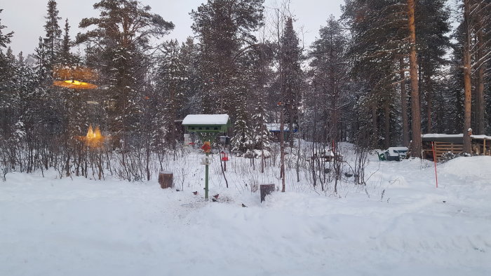 Vinterlandskap med matstation för fåglar, snötäckt mark och träd i bakgrunden vid skymning.