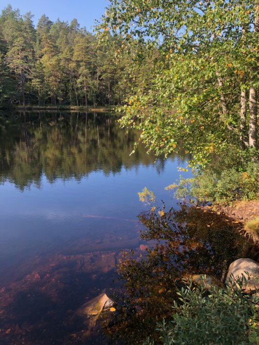 Höstvy över en stilla skogssjö med spegelblank yta och löv som börjar byta färg.