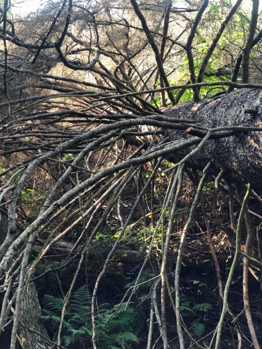 Förgrenade trädrötter som täcker marken tydligt efter en promenad i skogen.