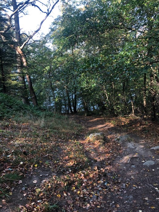 En skogsstig omgiven av lövträd med höstlöv på marken, vilket ger en känsla av fridfull höstpromenad.