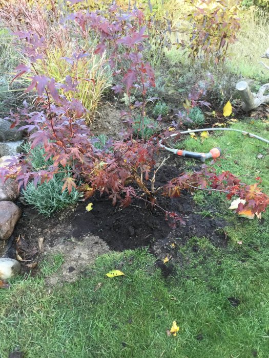 En nyligen planterad buske med röda löv i en trädgård med en spade i bakgrunden.