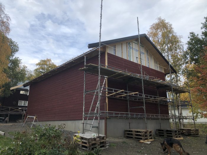 Hus under renovering med oavslutat tak och nymonterad panel på sidorna, ställning runtomkring, hund i förgrunden.