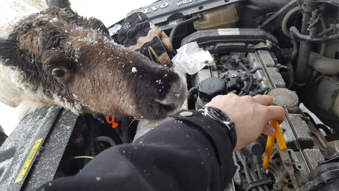 Ren tittar nyfiket på medan en hand byter tändstift på ett fordon i snöigt landskap.