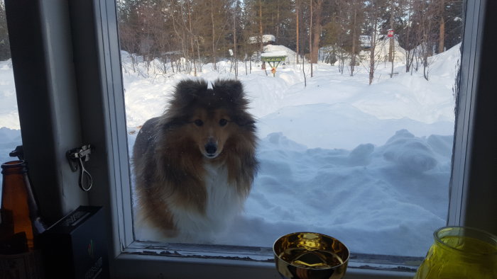 Sheltie tittar in genom ett snöomgivet fönster, med skog och foderstation i bakgrunden.