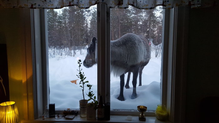 En älg utanför ett snötäckt fönster med inredningsdetaljer på fönsterbrädan.