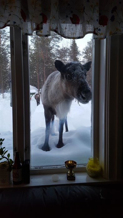 Ren tittar in genom ett fönster med snödrivor utanför på en skogstomt.