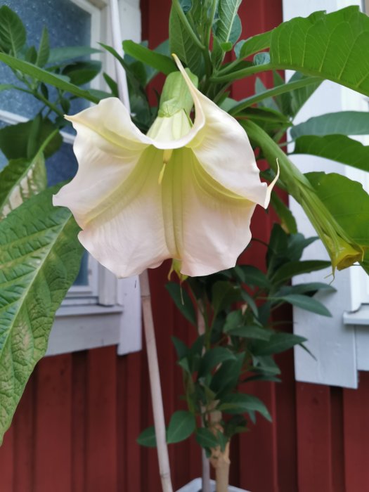 Änglatrumpet med gul-vit blomma och rosa kanter står framför röd trävägg.