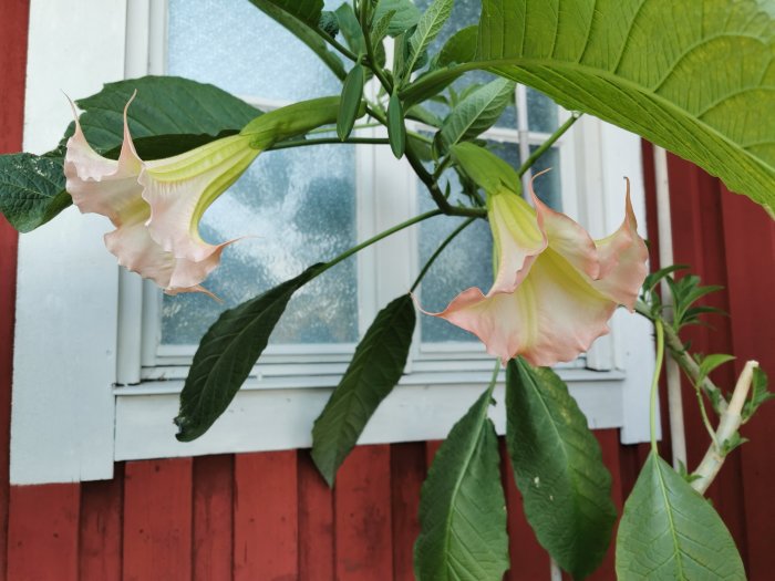 Ung änglatrumpet med rosa-vita blommor och gröna blad framför rött hus och ett fönster.