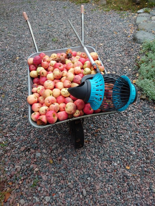 En skottkärra full med äpplen och en blå Gardena plockare på en grusdrivväg.