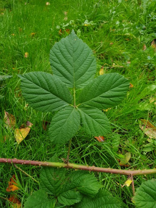 Taggig växt med meterlånga skott och stora gröna blad på en gräsmatta.