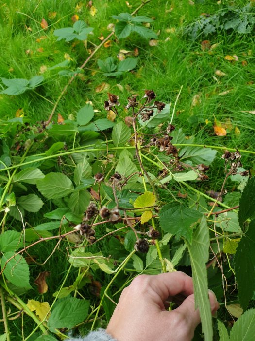 Person som håller i ett långt, taggigt växtskott med vissna blommor på en bakgrund av grön vegetation.