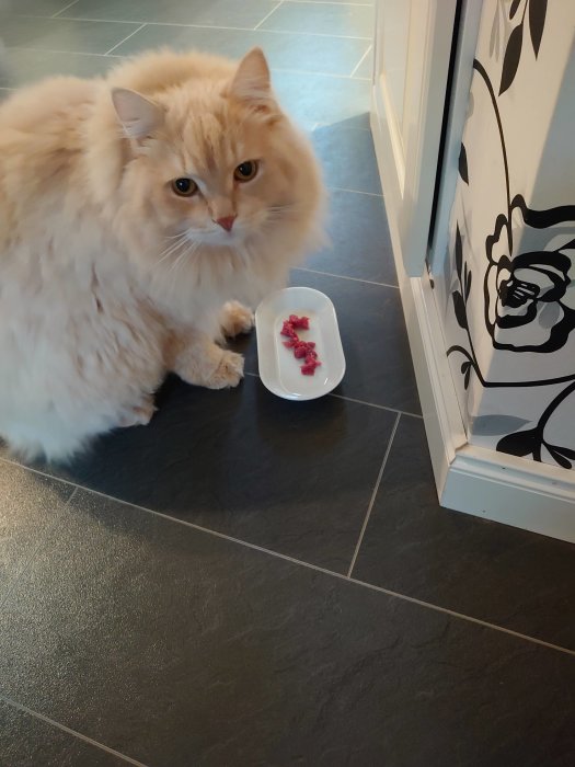 Fluffig orange katt bredvid ett fat med rått kött på golv.