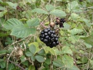 Mogen björnbärsklase på gren med gröna blad, med omoget björnbär i bakgrunden.