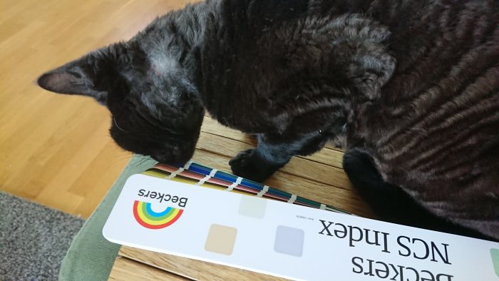 Katt som tittar på färgprover, fokus på blå toner.