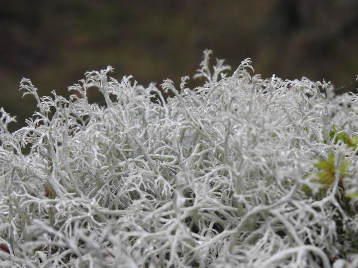 Närbild av vit frostnupen lav på marken en kylig höstdag.