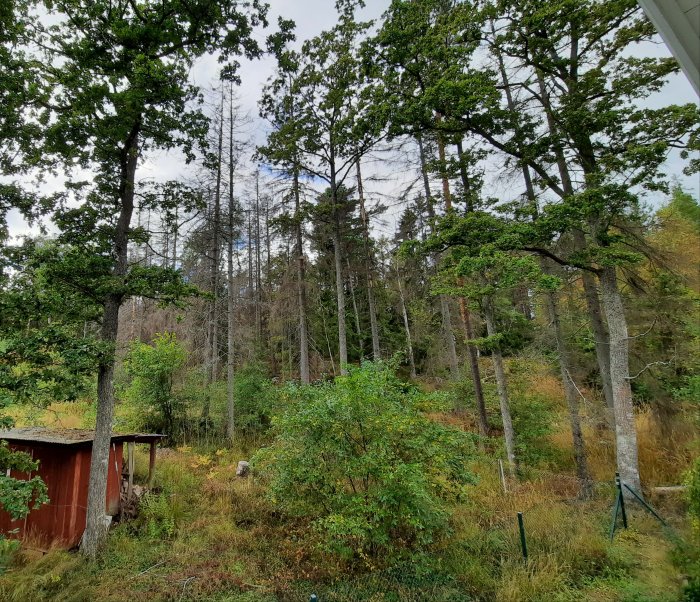 Levande och döda träd nära en röd stuga, potentiell risk för fallskador på egendom.