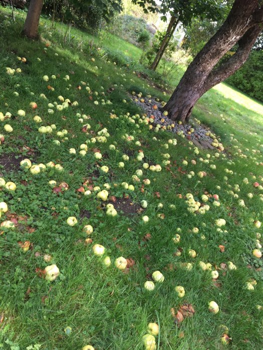 Fallna äpplen i gräset under ett träd, många äpplen ligger på marken.