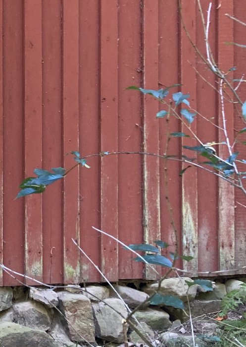 Äldre torpfasad med röd slamfärg och gröna missfärgningar nära grunden, omgiven av några kvistar och stenar.