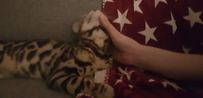 En bengalkatt som gosar och gnuggar sitt huvud mot en människas hand på en soffa.