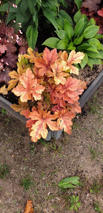 Alunrot 'Marmelade' med röda och guldgula blad planterad i en trädgårdsrabatt.