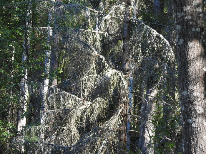 Spöklika, döda granar skadade av granbarkborren i en skog.