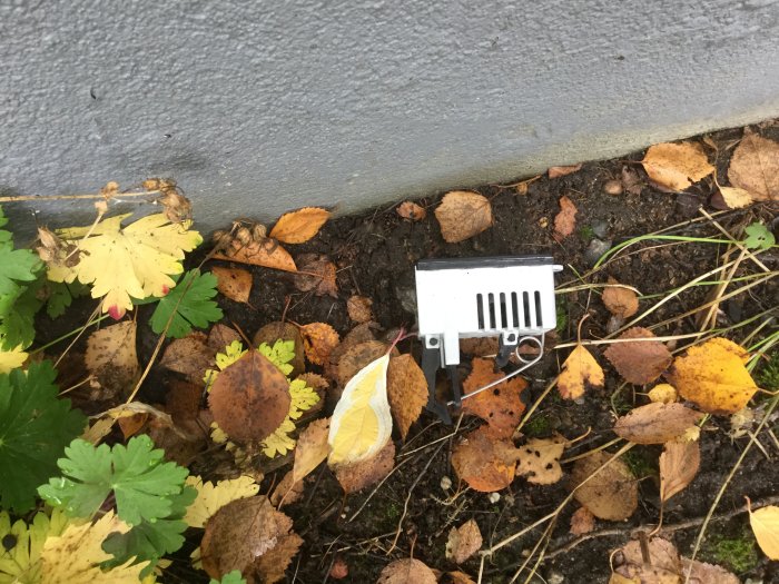Tom musfälla bland höstlöv på marken vid en vägg.