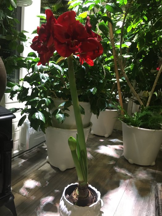 En röd amaryllis i knopp omgiven av gröna växter i vita krukor inne i ett upplyst växthusområde.