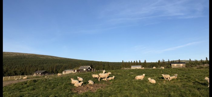 Får betar nära traditionella trästugor på en fäbodgård i norska fjällen under klarblå himmel.