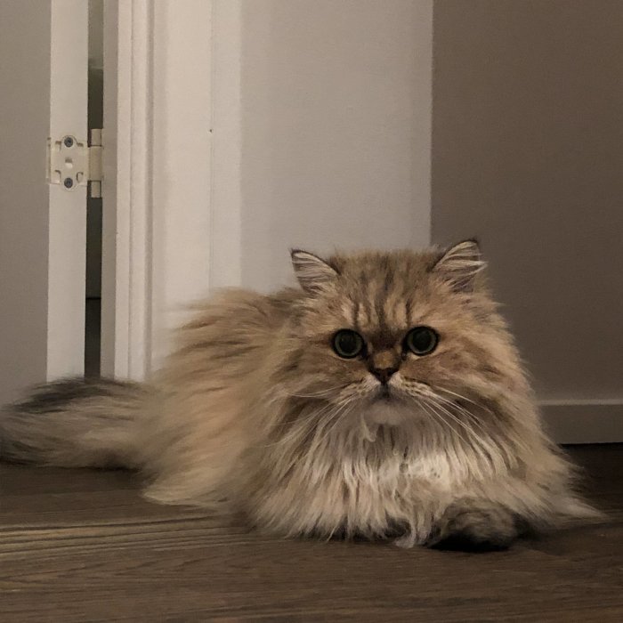 Fluffig perserkatt som sitter på golv med blicken riktad mot kameran