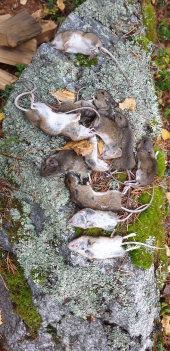 Flertalet fångade möss ligger på en mossig sten ute i naturen, avsedda som mat åt en räv.