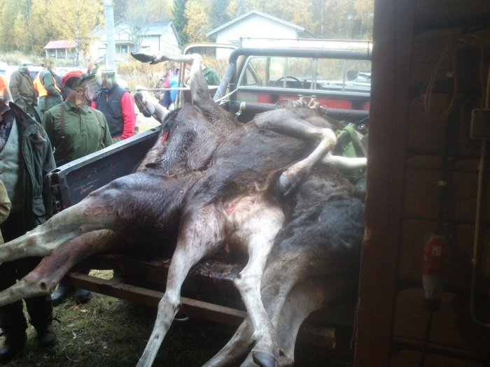 Två fällda älgar ligger i en släpvagn med samlade människor i bakgrunden, troligen efter en jakt.