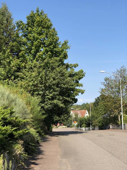 Gatuutsikt utan hörn eller utfarter, med träd, lampstolpe och en klarblå himmel.