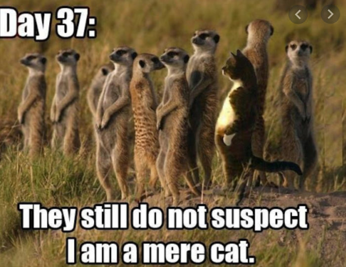 En katt utklädd till surikat bland en grupp surikater med texten "Day 37: They still do not suspect I am a mere cat.