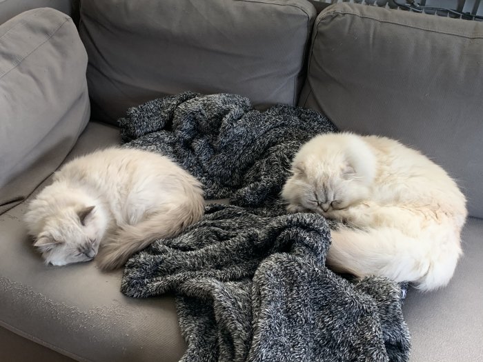 Kattunge ragdoll vid namn Bosse och vuxen scottish fold Keegan sover bredvid varandra på soffa med grå filt.