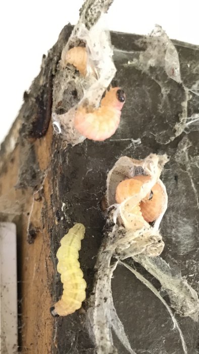 Gula och rosa larver i spindelväv vid en träytterdörr.
