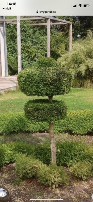 Topiary art form of buxbom in garden, trimmed into layered spherical shapes.