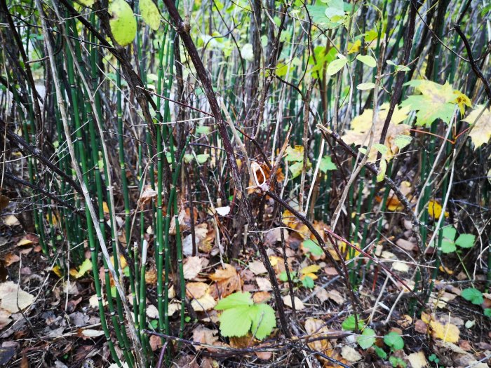 Högväxta, ihåliga växtstänglar bland lövfällande vegetation, möjlig bekymmer med parkslide.