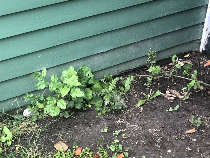 Gröna växter och ogräs som växer längs med en garagevägg på bar jord utan synlig grusram.