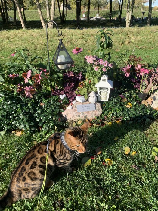 En katt i koppel vid ett blomsterarrangemang på en solig kyrkogård.