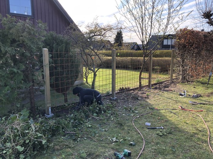 Person monterar armeringsnätstaket längs trädgårdens gräns med trädgårdsredskap och murgröna i förgrunden.