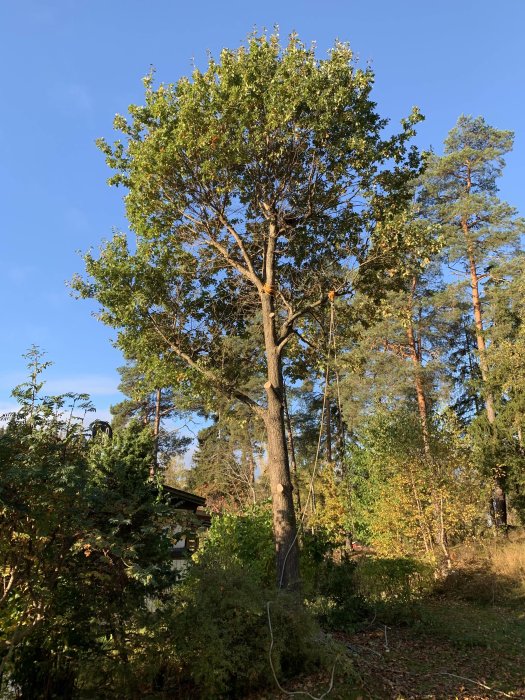 Ett stort träd förberett för fällning med rep och sele, i en trädgård omgiven av skog.