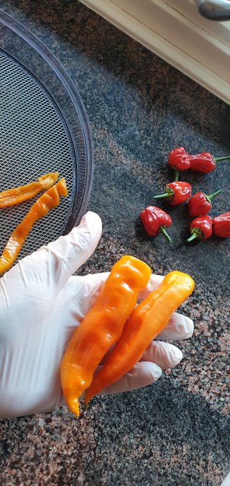 Hand i vit handske håller två stora Aji Amarillo-chilifrukter med fler chilis i bakgrunden.