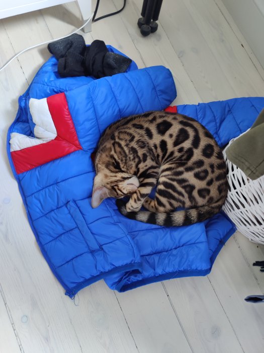 Bengalkatt sover ihoprullad på en blå och röd sovsäck på ett trägolv med strumpor i bakgrunden.