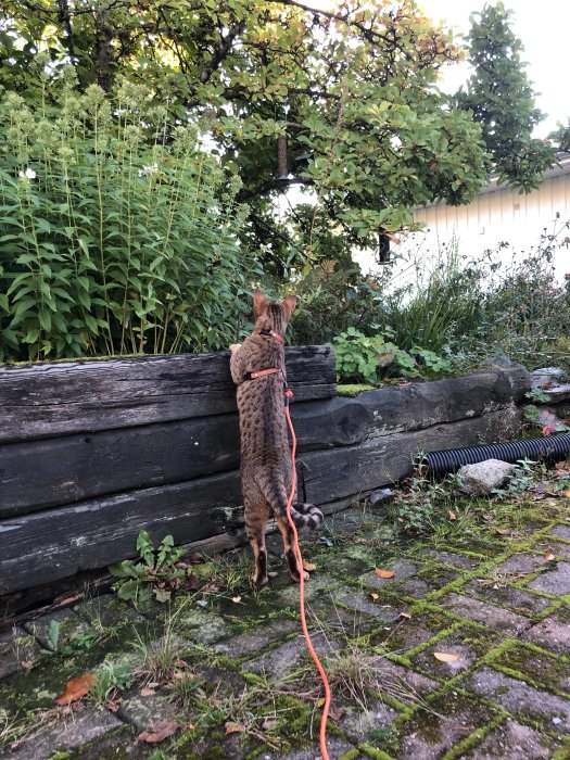 Katt i sele står på bakbenen och tittar upp mot fågelbord i en trädgård.