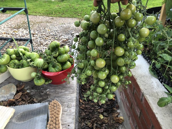 Omoget tomatklase hänger på plantan, med gröna och mognande tomater i skålar på marken.
