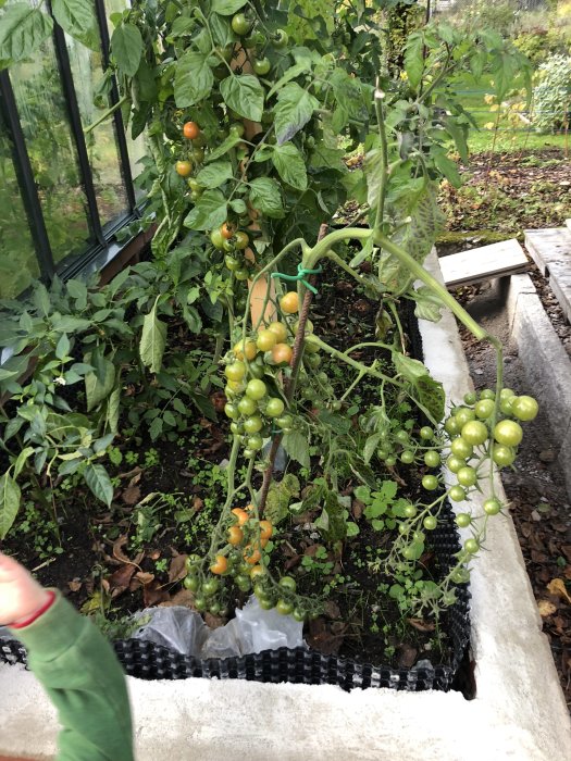 Tomatplantor med gröna och mognande röda tomater planterade utomhus.