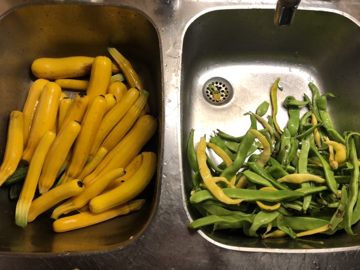 Gula frilandstomater och gröna bönpodder i en diskho, uppdelade för att sköljas.